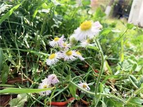 网红壁纸三叶草,探寻自然与生命的和谐之美