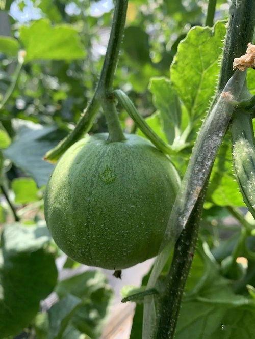 鑫禧禾吃瓜后续,真相大白，反转再反转