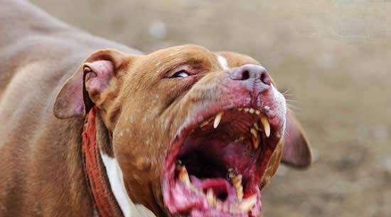 网红恶犬40套连接,揭秘网络红人背后的真实故事