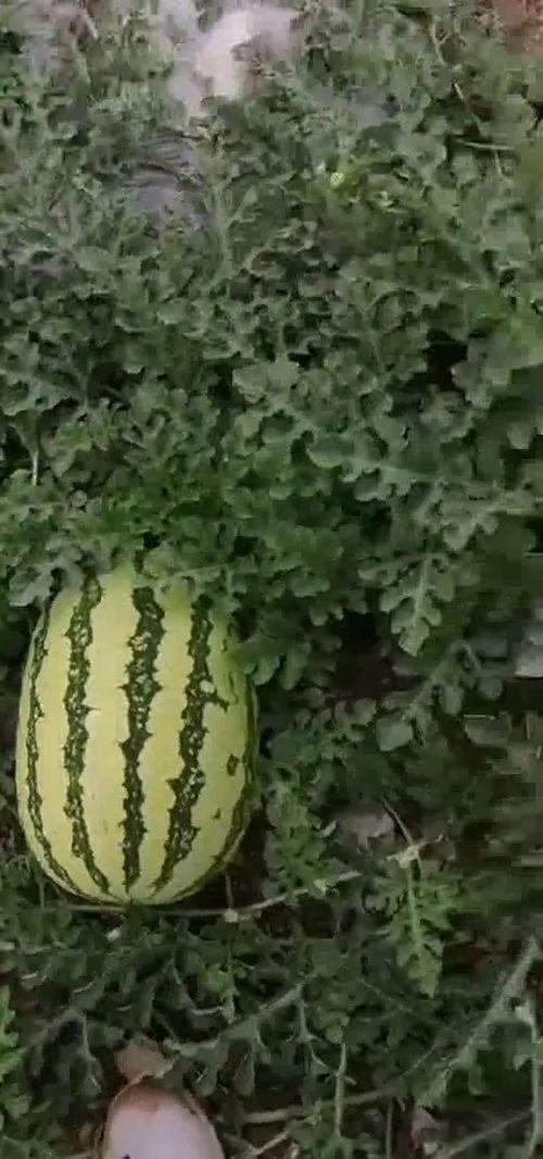 现在吃瓜基地,探寻网络热点的幕后真相