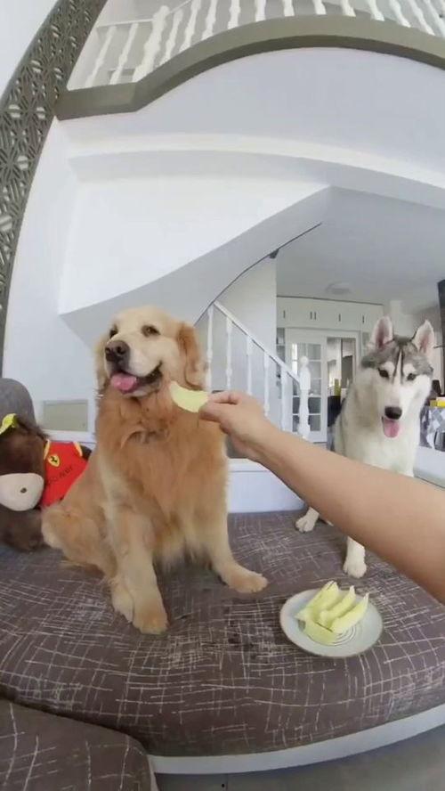 狗子看表演吃瓜,吃瓜群众笑翻天