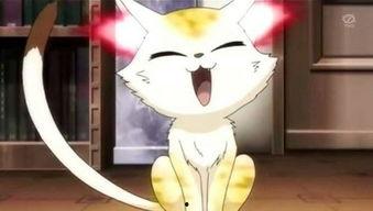 火影瓜老师的猫和狗录屏,猫狗录屏中的欢乐时光