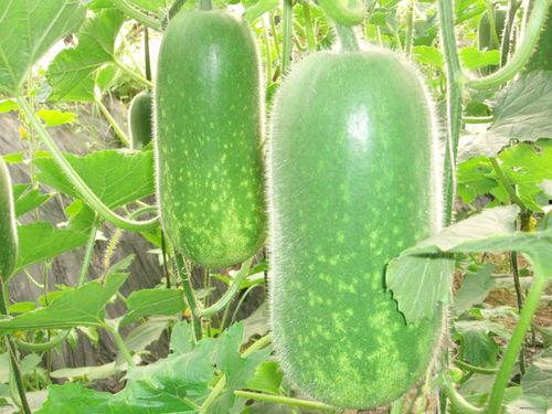 吃瓜视频大全立秋