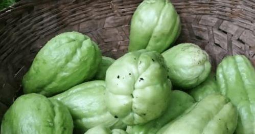 株洲吃瓜男,揭秘校园里的“瓜田”趣事