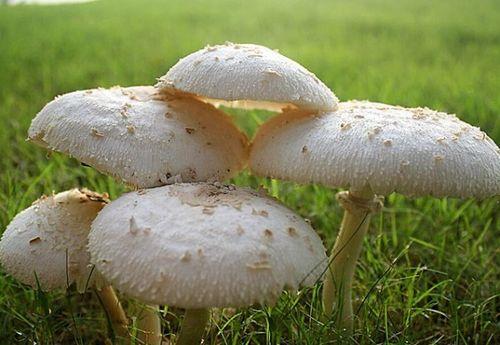 51吃瓜蘑菇在线,揭秘娱乐圈幕后故事，带你走进明星真实生活